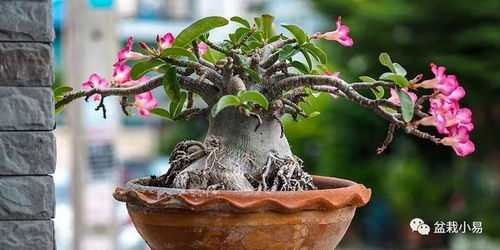 室内养护还是室外种植