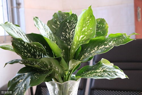 养花新手必堪：好种易活的花卉和室内绿植推荐