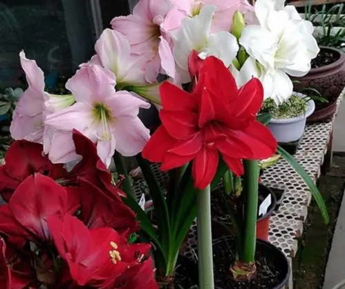 朱顶红， 保持湿润，开花美丽