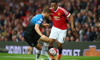 弗朗西斯莱斯特月季的美丽之谜