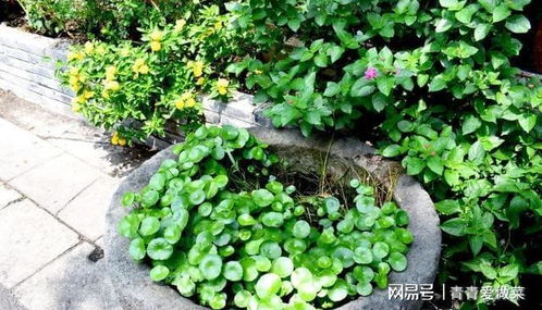 “空间小，怎么养花