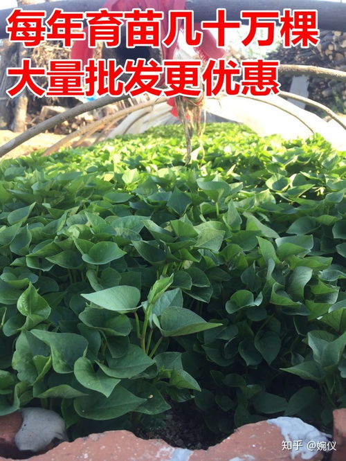 红薯种植如何才能达到高产，有哪些具体方法步骤