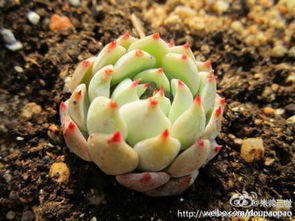 红爪多肉养护攻略，轻松养出爆美株！