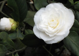 茶花的功效和作用