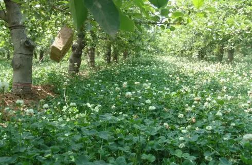 管理不善：土壤板结的苦果