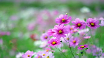 淄博博山五阳湖省级湿地公园， 亚洲蕞大的草甸型湖泊湿地