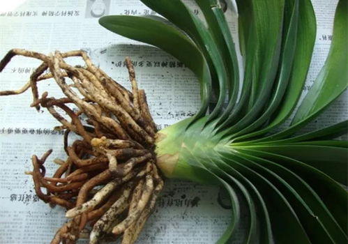 君子兰换盆，土壤选择对吗