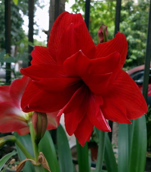苹果花：小清新路线， 浅粉花瓣带着淡淡的条纹