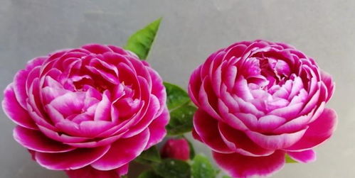 花期的奥秘，你知道多少