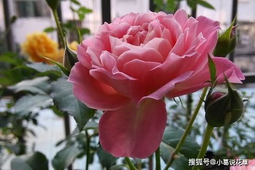 花色和花型，美得不像话