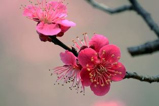 梅花如何通过播种繁殖？能否成功