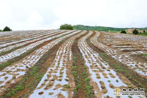 紫花苜蓿：蛋白质富得流油， 还嫩补血养颜