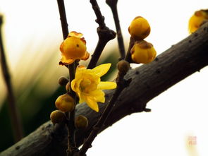 腊梅的生长周期