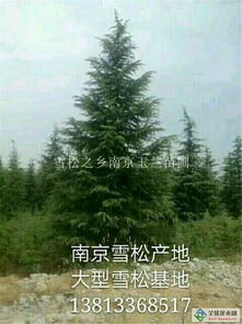 四、 南京玉兰苗圃的雪松