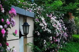 土壤选择， 得讲究细节