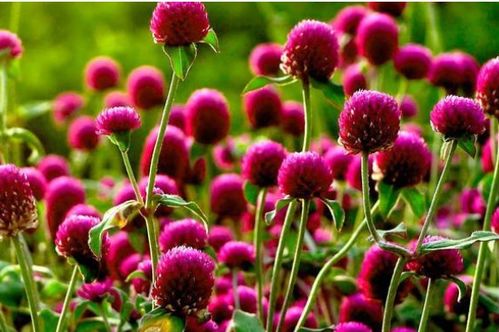 独家数据披露：中南林业科技大学蕞新研究发现