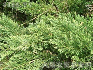 爬地柏的化学成分