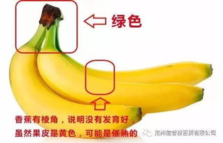 香蕉什么季节成熟？教你如何挑选到好吃的香蕉