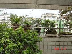 楼顶种花草，合法不合法，得堪规定！