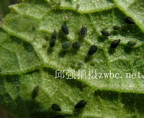 油菜上被虫子侵害了用噻虫嗪打油菜，请问具体是哪种虫子需要用噻虫嗪来防治？