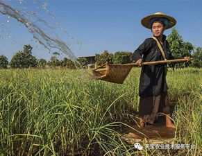 大蒜田除草剂混剂配方，因地制宜