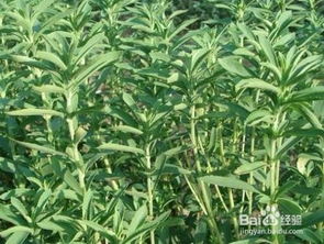 移栽方法，要用心哦