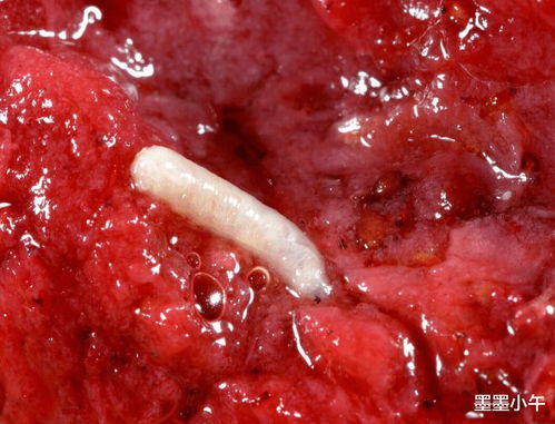 驱赶果蝇，杀虫剂是首选吗？