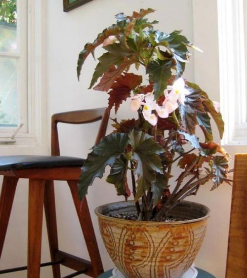 二、 竹节秋海棠图片大全，大图欣赏