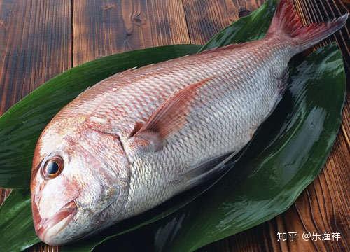 银鱼：淡水海鱼两栖
