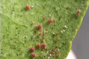 防范保护， 就像给植物穿上了防护服
