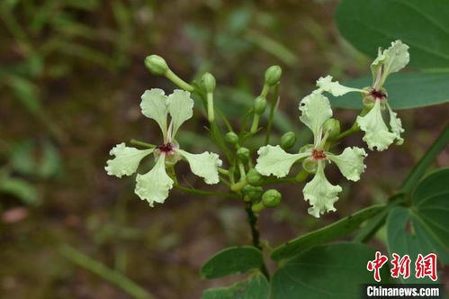 中草药中的藤花，健康的守护者