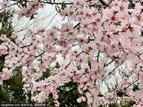 春天开桃花？这几种花你一定不能错过
