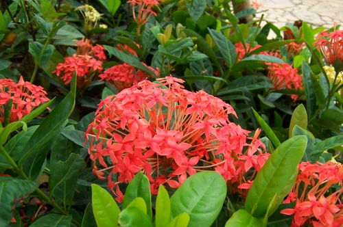 龙船花的养护与观赏价值