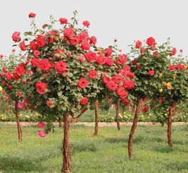 香水月季的特bie之处