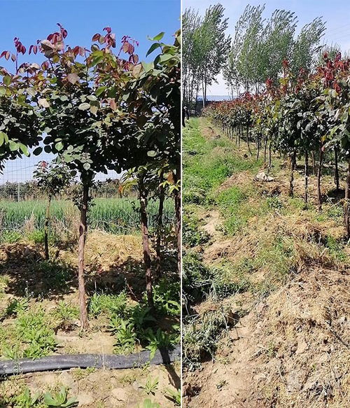 树状月季，这些品种要选对！