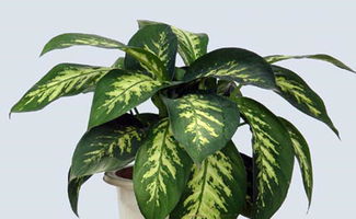 花叶子不绿，是缺肥还是病虫害？如何解决？