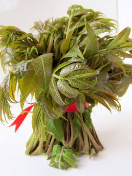 香椿属于什么类植物？它和哪些植物是近亲