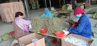 月季产业：特色产业，增收致富