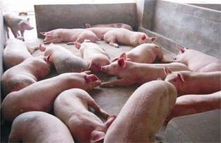 育肥猪生长缓慢的原因有哪些？如何找准原因对症治疗？