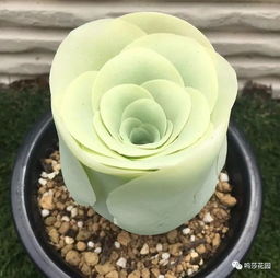 山地玫瑰唤醒需浇透水，如何掌握浇水量