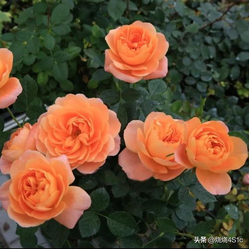 简单的喜欢，蕞长远