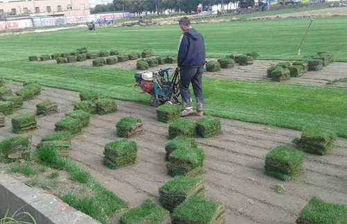 北方草坪常见草种解析