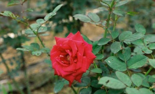 玫瑰花水培养殖，如何让花朵更鲜艳