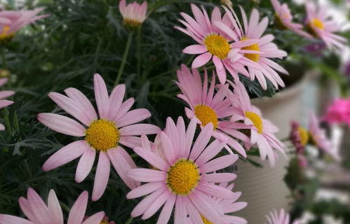 春季种植，秋季种植也行