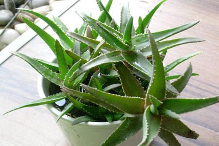 芦荟怎么养才能快速长大？