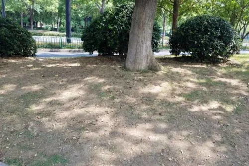 耐阴草种性嫩对比