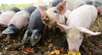 猪场呼吸道难题如何综合防治方案破解？