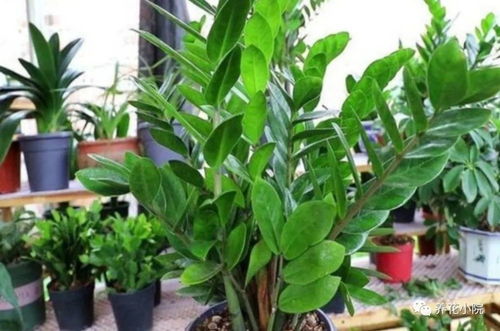 烂根是咋来的？得堪土壤和水