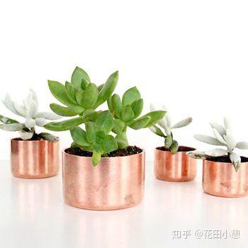 矮花盆养什么植物好？这几种特别好养