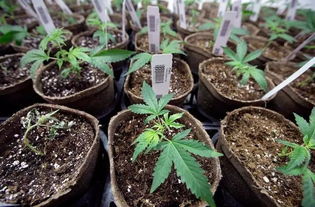 毛苕子繁殖力惊人，一株可繁衍百株花苗